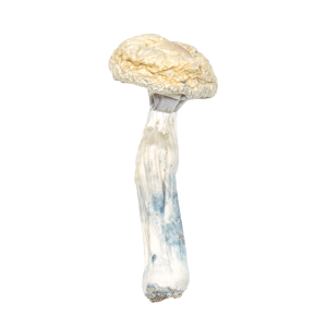 Albino-Penis-Envy-Mushrooms Albino Penis Envy Mushrooms