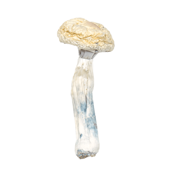 Albino-Penis-Envy-Mushrooms Albino Penis Envy Mushrooms