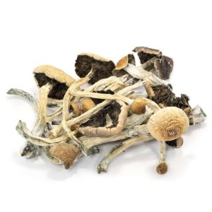 Buy-Amazonian-Magic-Mushrooms-768x768-1 Amazonian Magic Mushrooms