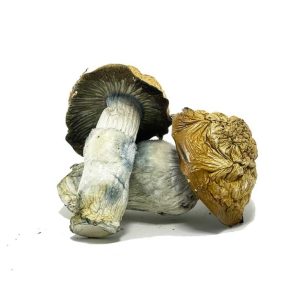 Buy-Penis-Envy-Magic-Mushrooms-768x768-1 Penis Envy Magic Mushrooms