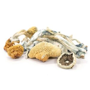 Buy-blue-meanie-mushrooms-768x768-1 Blue Meanie Mushrooms