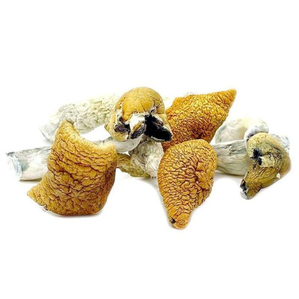 GOLDEN-TEACHER-MUSHROOMS-768x768-1 Golden Teacher Mushrooms