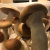 Where-to-buy-McKennaii-Mushrooms-768x768-1 McKennaii Mushrooms