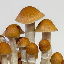 download McKennaii Magic Mushrooms